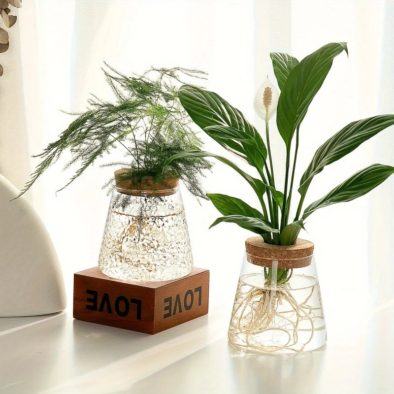 Pot en verre Hydroponique