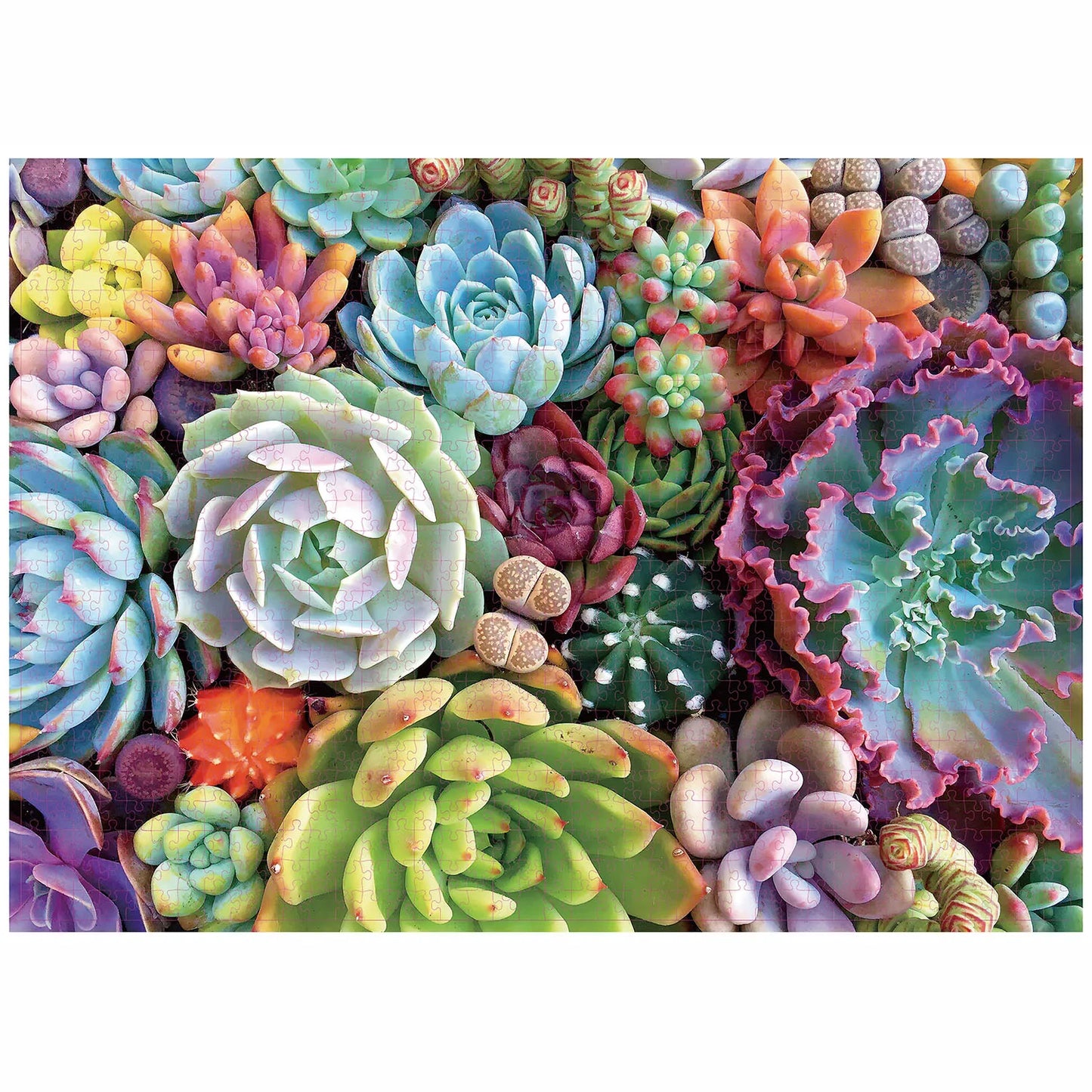 Puzzle de 1000 Pièces Plantes Succulentes