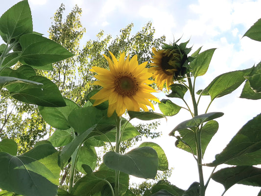 Un balcon potager? oui, c'est possible