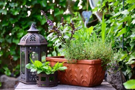 Variétés de légumes pour un balcon potager