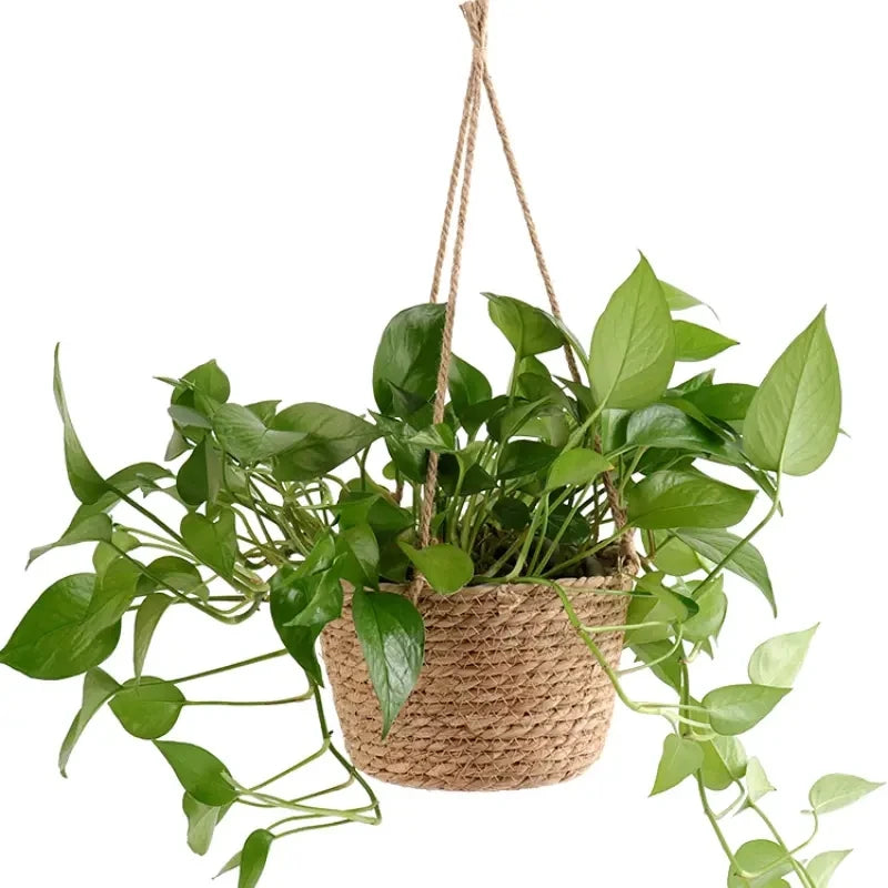 1 hanging basket