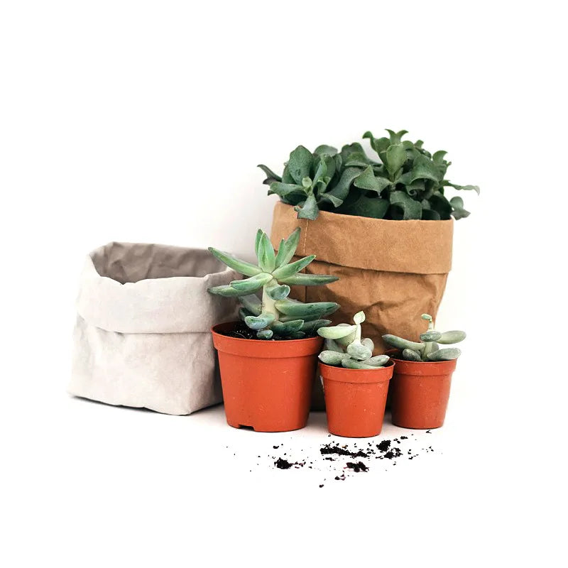 Pots en papier Kraft lavable