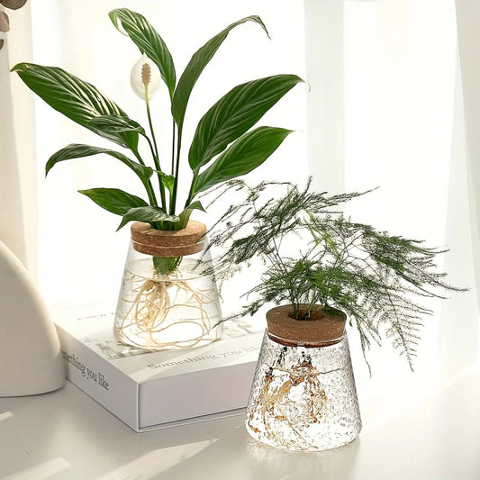 Hydroponic Glass Jar